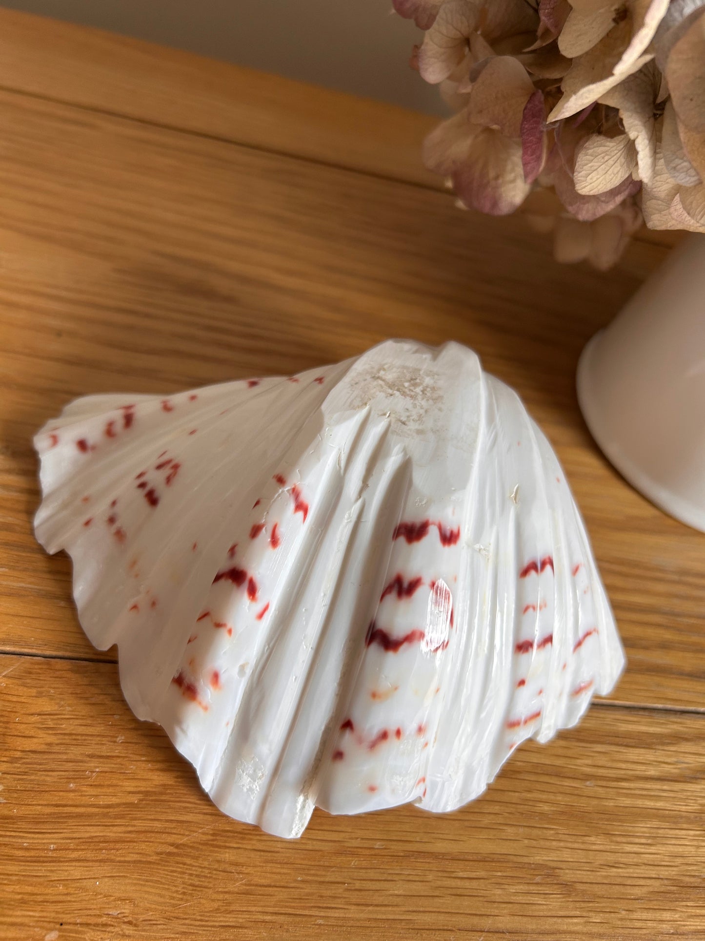 Natural Hippopus Clam shell Great collectors or decorative use soap dish