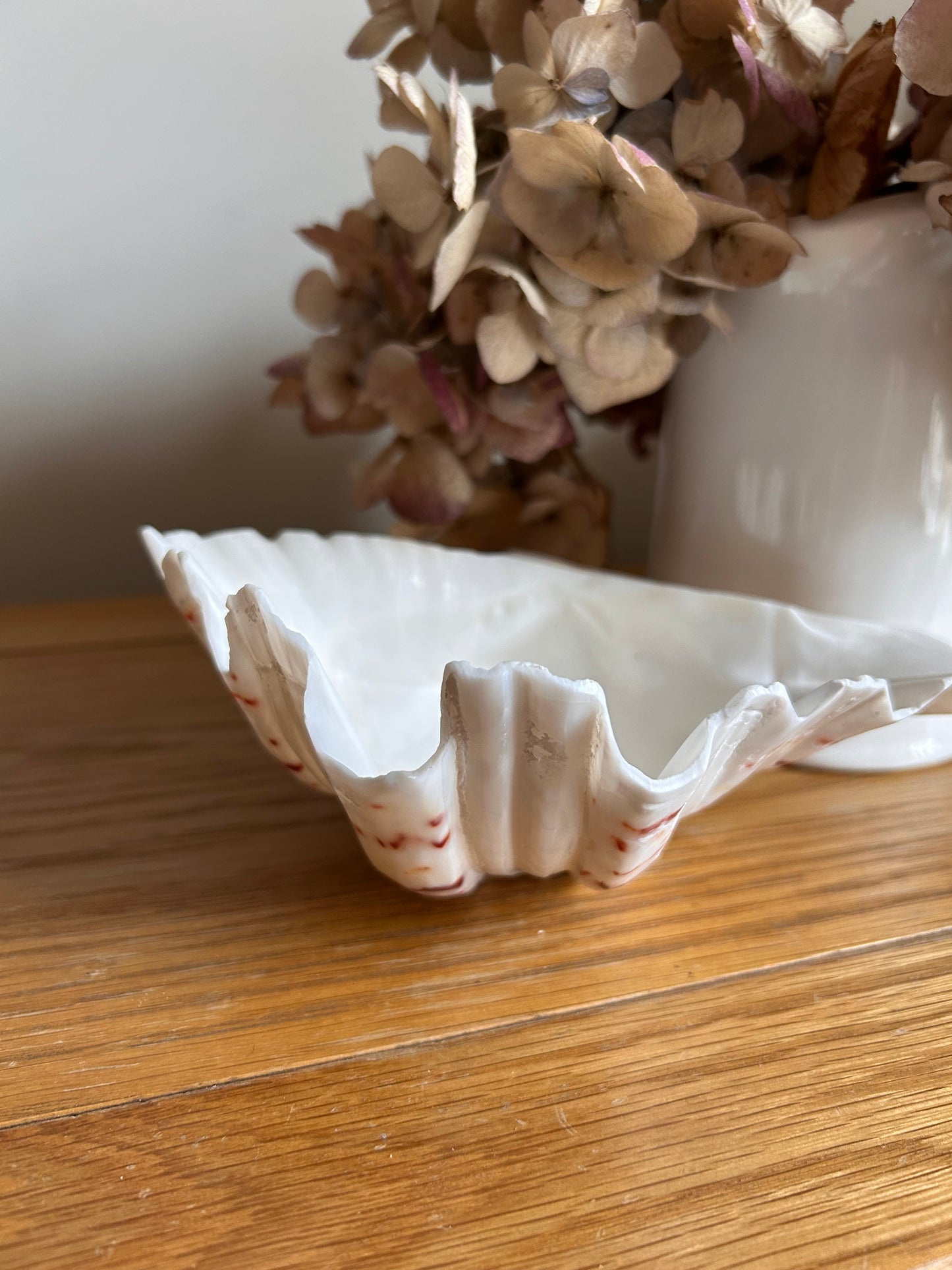 Natural Hippopus Clam shell Great collectors or decorative use soap dish