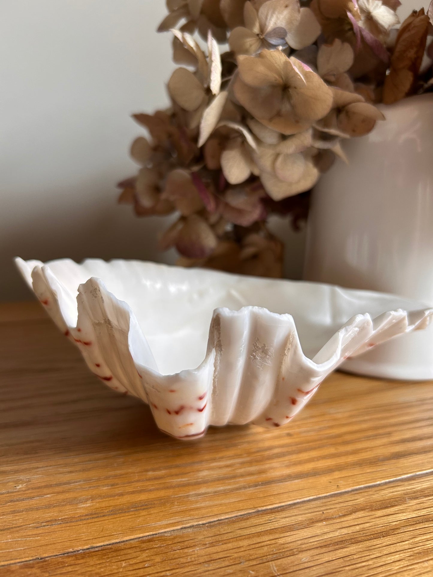 Natural Hippopus Clam shell Great collectors or decorative use soap dish