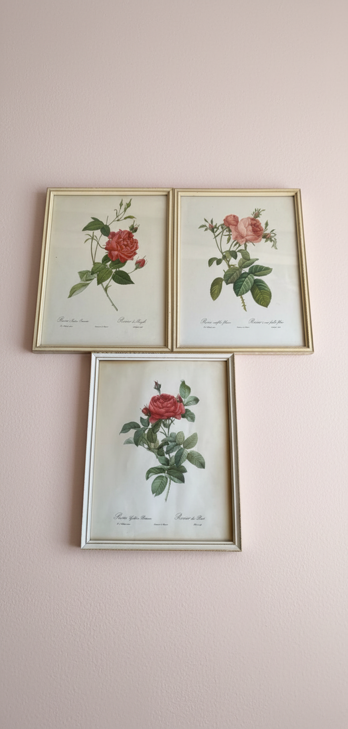Set of three charming Vintage floral botanical Rose prints. ￼