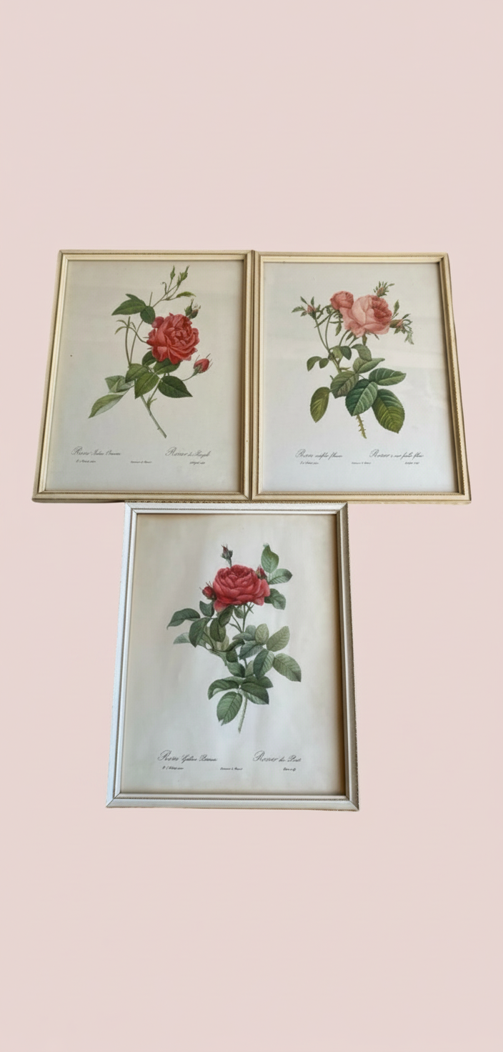 Set of three charming Vintage floral botanical Rose prints. ￼