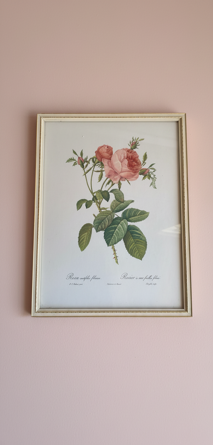 Set of three charming Vintage floral botanical Rose prints. ￼