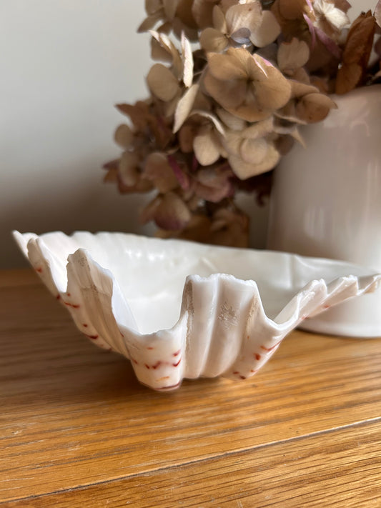 Natural Hippopus Clam shell Great collectors or decorative use soap dish