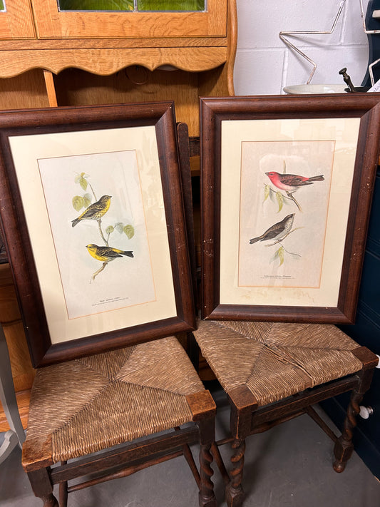 Pair of pretty vintage bird study prints framed glazed