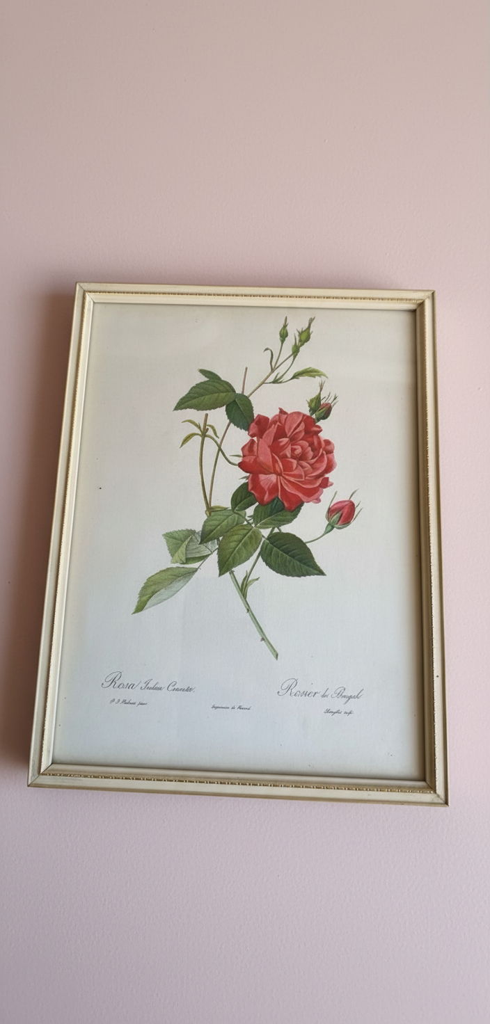 Set of three charming Vintage floral botanical Rose prints. ￼