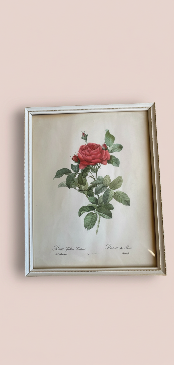 Set of three charming Vintage floral botanical Rose prints. ￼